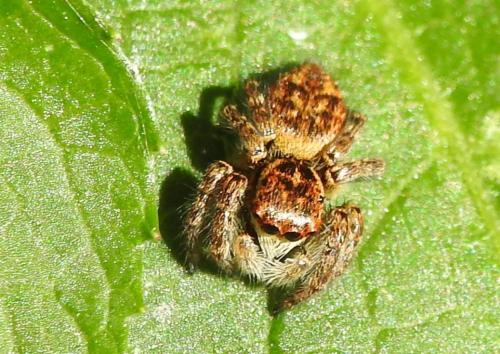 Réf. 267 083 : Carrhotus xanthogramma